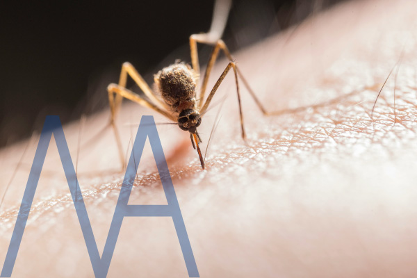 Malaria Season in South Africa 2025